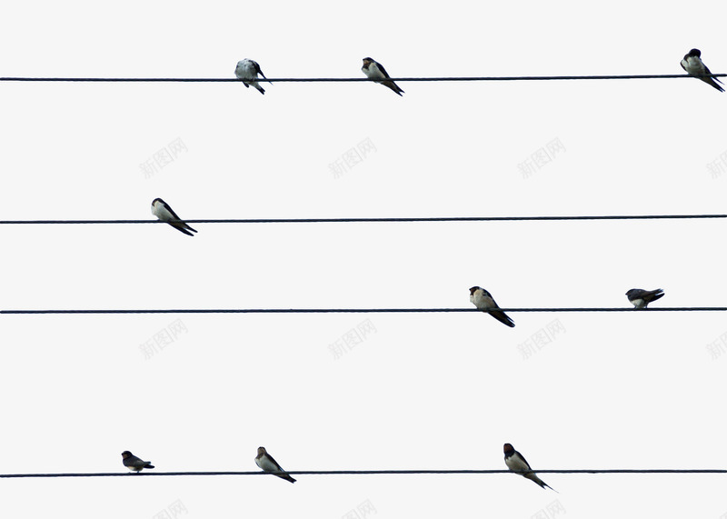 电线上的小鸟png免抠素材_88icon https://88icon.com 动物 小鸟 电线 装饰素材 逆光 黑色