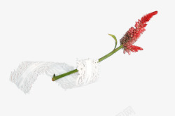 花朵红色花朵丝带装饰素材
