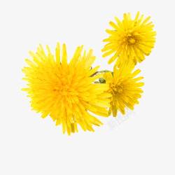 黄色菊花素材