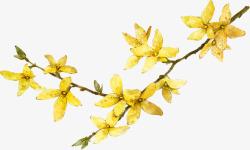 黄色手绘花朵树枝清新素材
