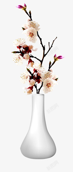 树枝上的白色梨花插画素材
