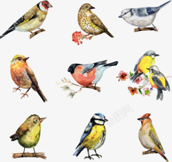 手绘水彩各种小鸟素材