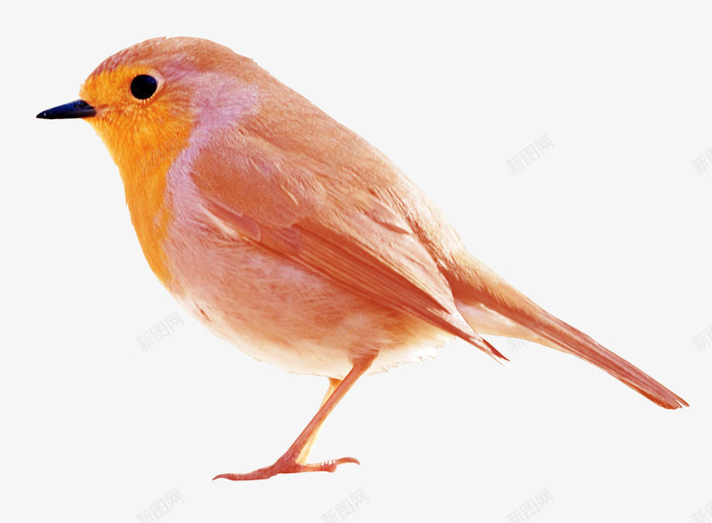 红色小鸟图案png免抠素材_88icon https://88icon.com 动物 砖红色 砖红色背景 站立小鸟 装饰图案 鸟