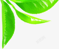 绿色清新茶叶翠绿素材