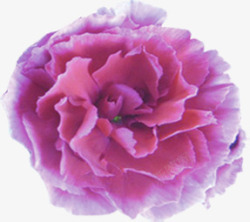 紫色分层鲜艳花朵素材