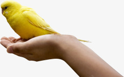 黄色可爱小鸟呵护手势素材