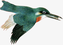 翠鸟png免抠素材_88icon https://88icon.com 平面工笔画小鸟