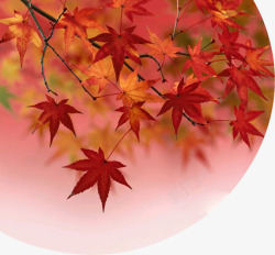 红色枫叶秋季风景素材