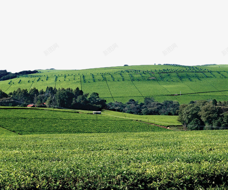 绿色茶田png免抠素材_88icon https://88icon.com 植物 绿色 茶 茶叶 茶园 茶田