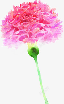手绘粉色分层康乃馨花朵素材