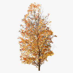 秋天枫叶树木素材