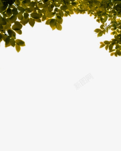 绿色树叶树枝边框纹理素材