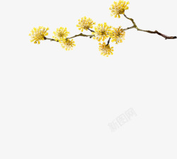 黄色菊花节日装饰树枝素材