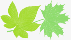 手绘绿色卡通树叶造型枫叶素材