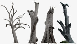 枯死的树枯树枝素材