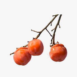枝头红柿子素材