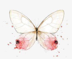 秋天动物粉色蝴蝶高清图片