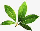 绿色新鲜植物树叶茶叶素材