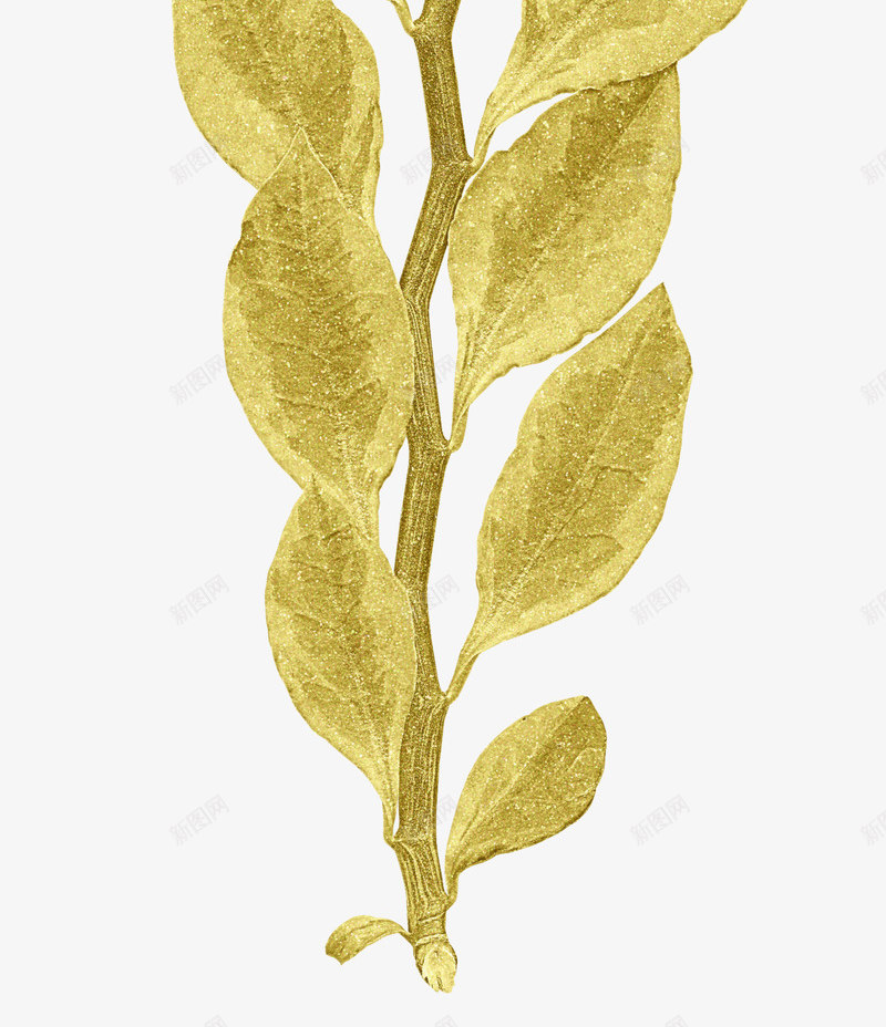金色漂亮枝叶png免抠素材_88icon https://88icon.com 叶子 枝叶 树叶 树枝 漂亮枝叶 金色枝叶