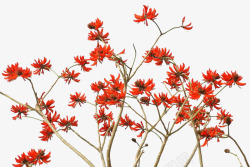红色桐花树树叶图素材