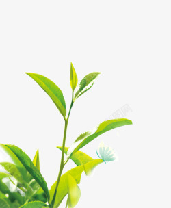 绿色的茶叶叶子素材
