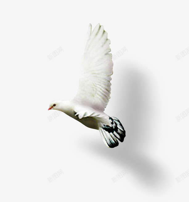 白色小鸟png免抠素材_88icon https://88icon.com 动物 和平鸽 漂浮物 白色小鸟 鸽子