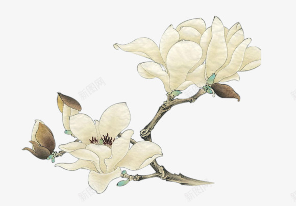 手绘白色花朵复古树枝png免抠素材_88icon https://88icon.com 复古 树枝 白色 花朵
