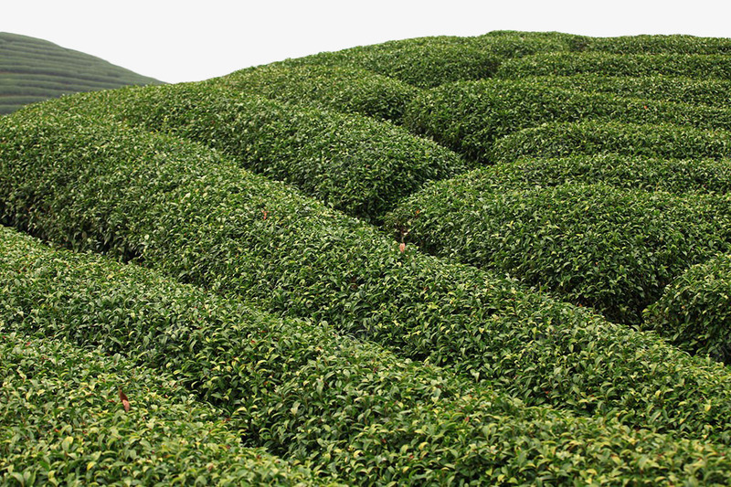 茶田png免抠素材_88icon https://88icon.com 植物 绿色 茶 茶叶 茶园 茶田