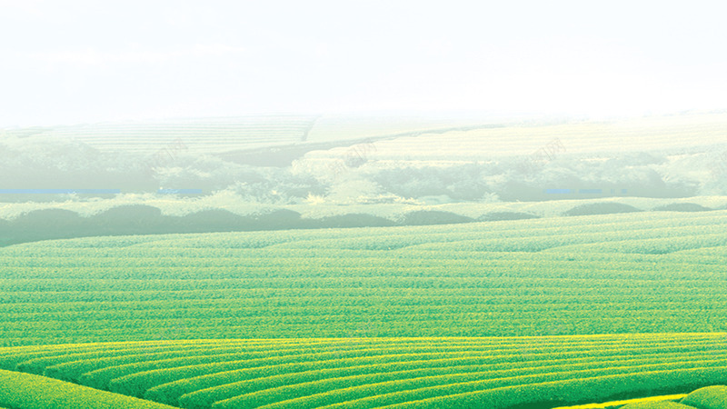 茶道海报png免抠素材_88icon https://88icon.com 绿色 茶叶