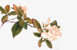白色手绘茶花装饰图案素材