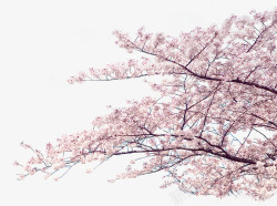 梦幻粉色花朵树枝装饰素材