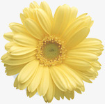 黄色分层创意花朵植物素材