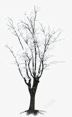 摄影创意海报雪花树枝素材