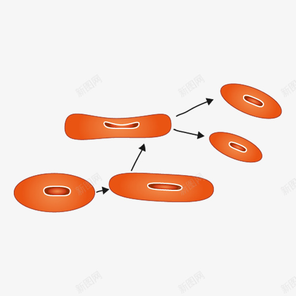 蛙细胞无丝分裂png免抠素材_88icon https://88icon.com 手绘 教学 生物 红色 蛙细胞无丝分裂