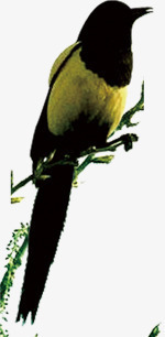 黄色小鸟中国风海报素材
