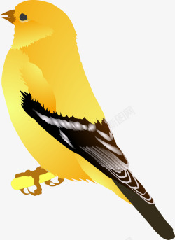 黄鹂鸟矢量图素材