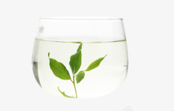 小叶茶叶透明杯子里的茶叶高清图片