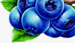 蓝莓水果果实树枝素材