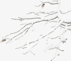 冬季树枝雪花装饰素材