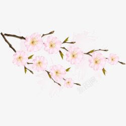 粉色树枝花朵素材