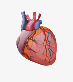 红血丝心脏高清图片
