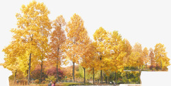 秋天黄色树林素材