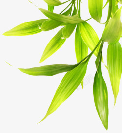 绿色清新夏季竹叶素材