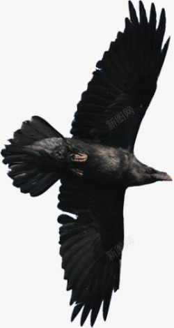 黑色飞翔小鸟素材