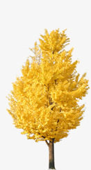 黄色小树秋天淘宝海报素材