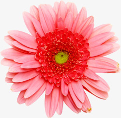 手绘粉色淡雅分层花朵素材