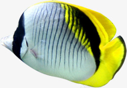 夏季黄尾热带鱼素材