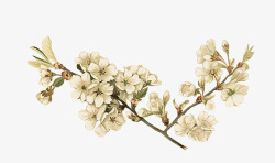 手绘复古白色花朵树枝素材