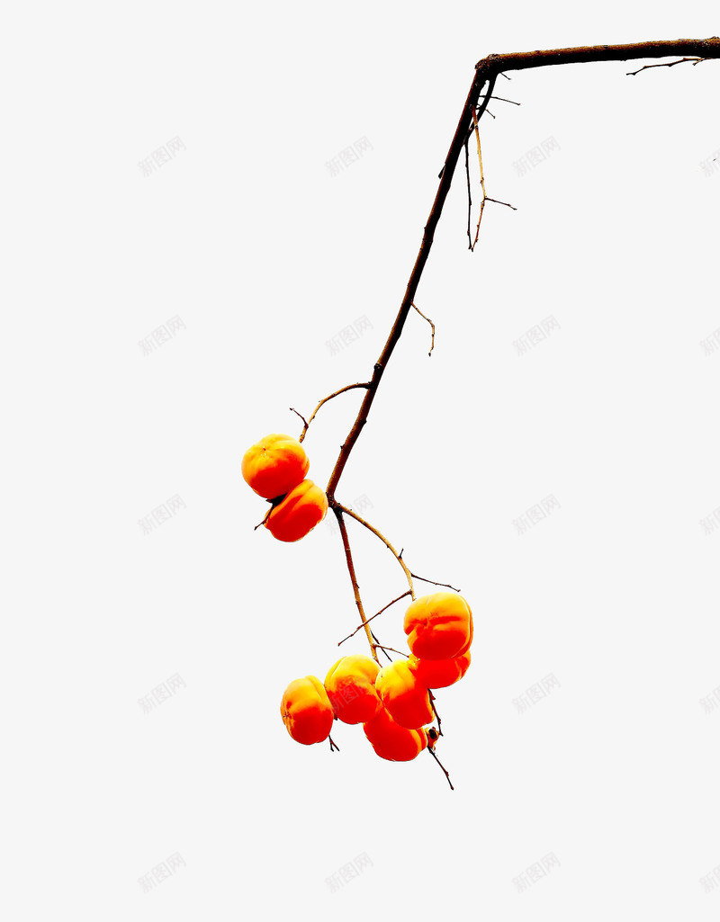 几颗柿子挂在树上png免抠素材_88icon https://88icon.com 丰收素材 柿子 树枝 秋天素材 金黄色