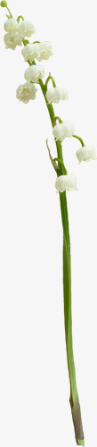 白色小花朵绿色树枝素材